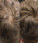 Beaver keratin hair building fibers - Black (12 gr) - Hair Growth Specialist